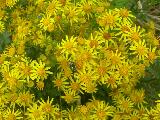 Ragwort - Buachall�n Bu�